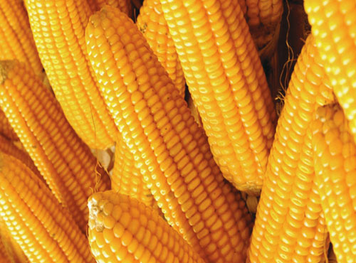 Maize HYBRIDE NRL-1151