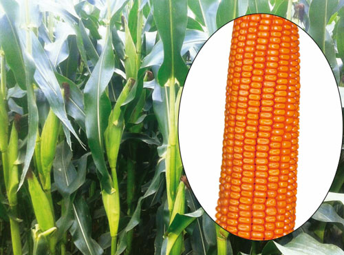 Maize HYBRIDE NRL-1160