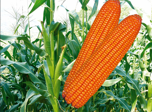 Maize HYBRIDE NRL-1511