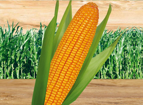 Maize HYBRIDE NRL-2222